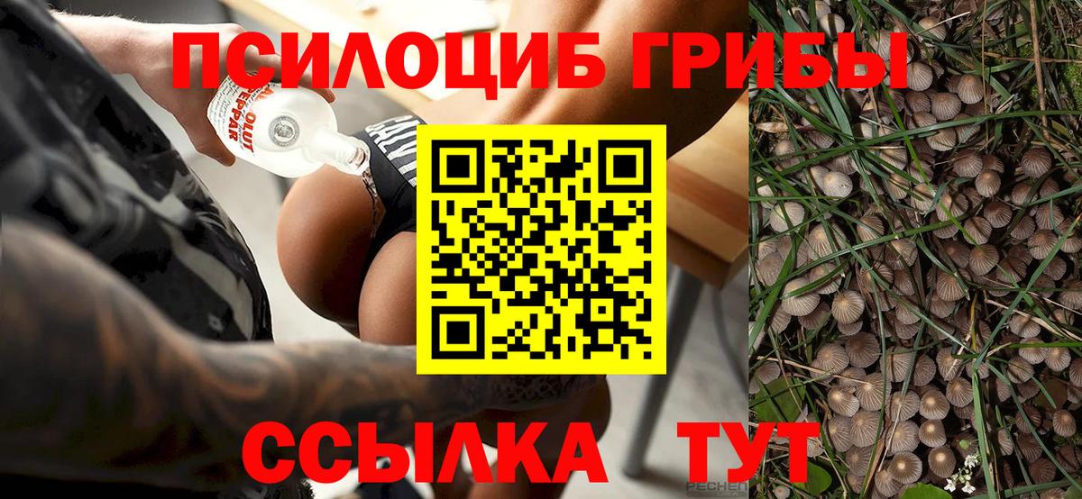 Псилоцибиновые грибы Cubensis Белово